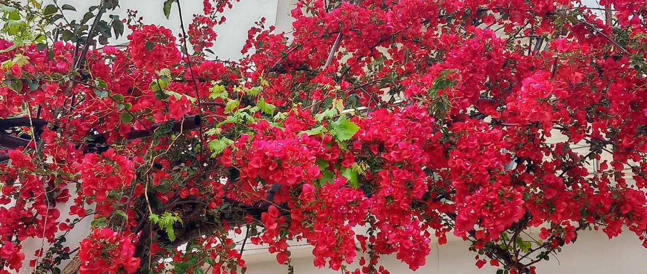 Stamatias Home, Fully Equipped Cottage 5 Minutes From The Sea Chania  Exteriér fotografie